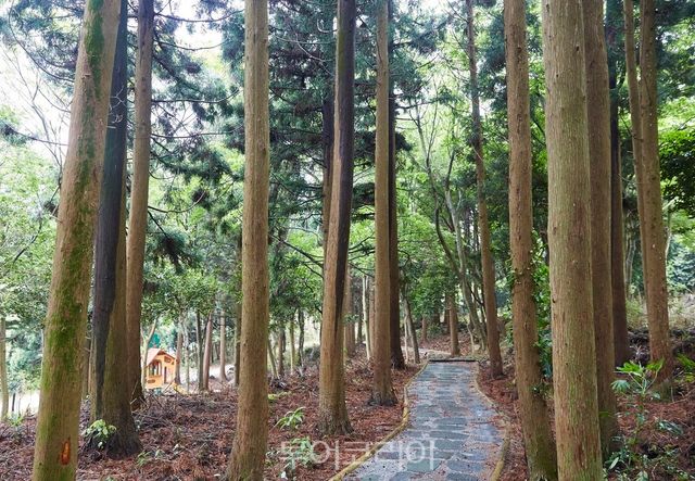 전남 완도자연휴양림 산책로