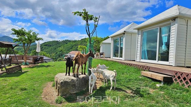몽토랑산양목장