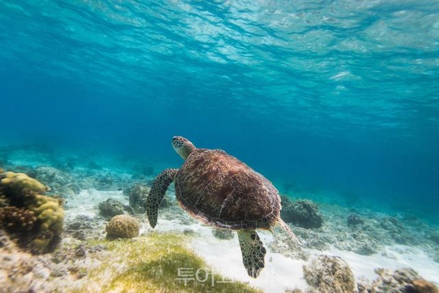 보홀 발리카삭 호핑투어