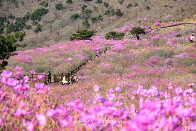 대구 비슬산/출처-대구광역시 공식블로그