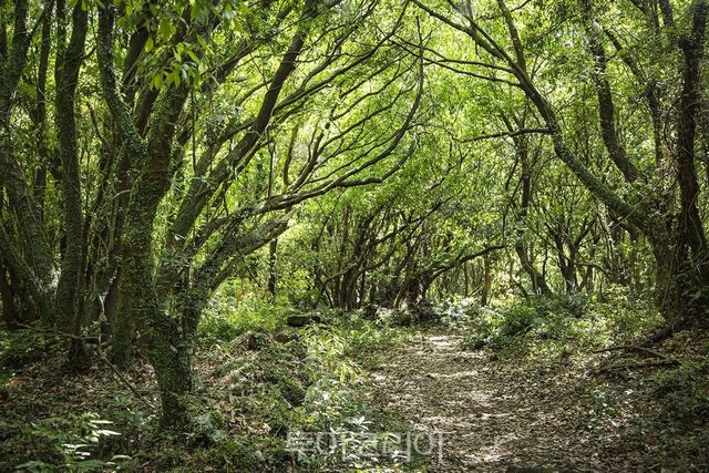한국 제주에 위치한 환상숲 곶자왈공원/사진-호텔스닷컴