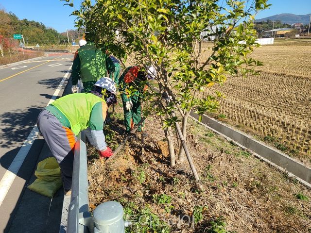 생활권 가로수에 비료주기 모습.[사진=보성군]