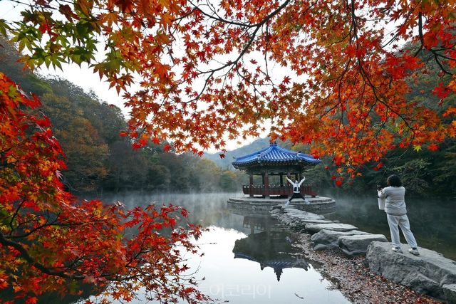 정읍 내장산 단풍/사진-정읍시