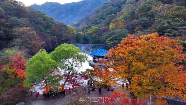 정읍 내장산 단풍/사진-정읍시