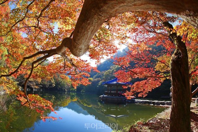 정읍 내장산 단풍/사진-정읍시