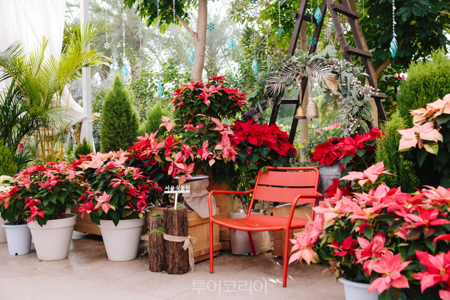 포인세티아/사진-서울시