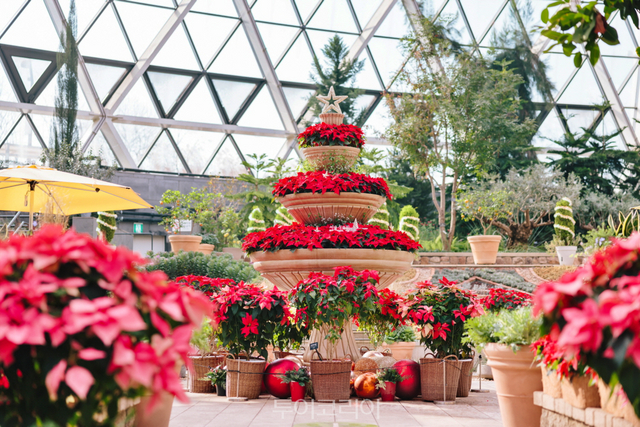 포인세티아 /사진-서울시