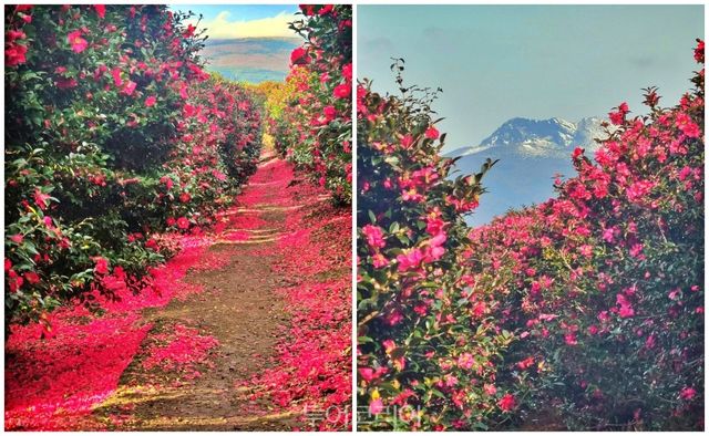 겨울, 숨도에서는 아름다운 동백 풍경을 만날 수 있다.