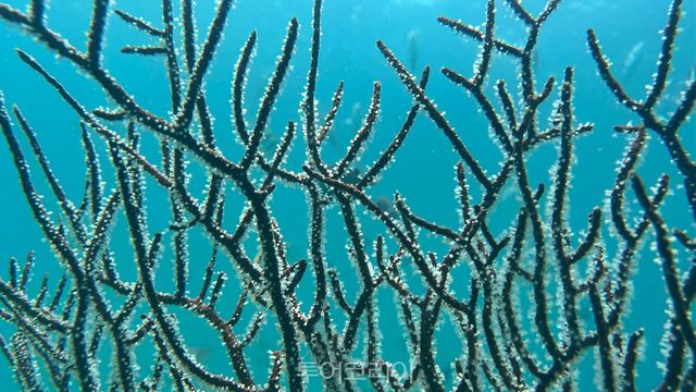 활동 착수 후 새롭게 피어난 산호초