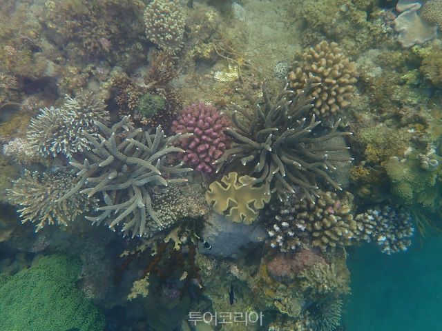 아바타 코랄 가든에서 복원된 산호초