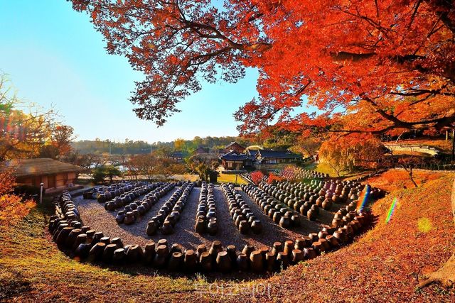 논산 명재고택 장독대의 가을/사진-국가유산청