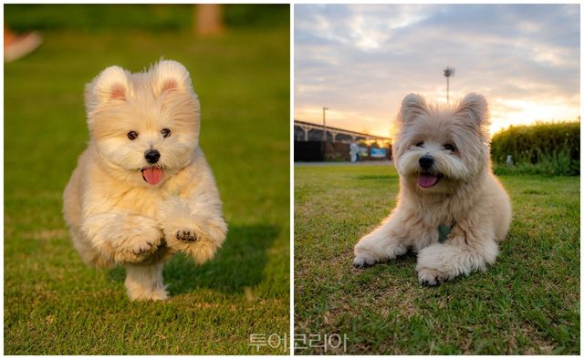 사진작가 리시위스트(lish.wist)가 찍은 견생샷