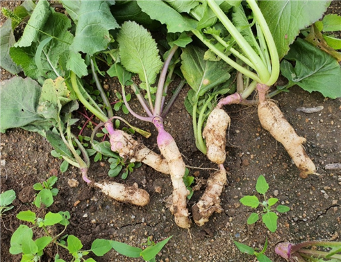 순무 뿌리혹병 발생 모습(사진제공=강화군청)