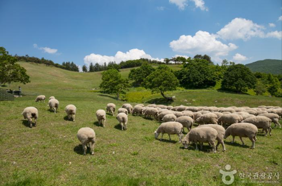 대관령 양떼목장