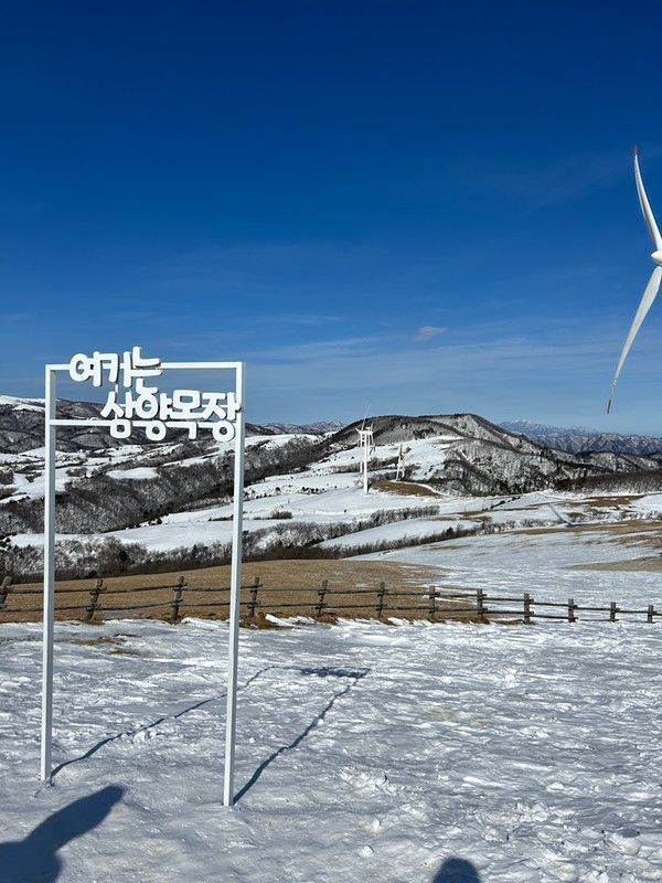 평창 삼양목장