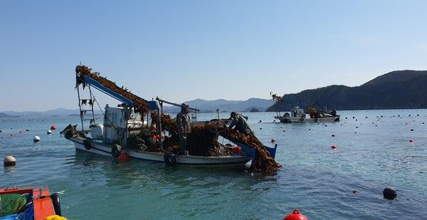 완도군에서는 해조류 부산물 재활용 지원 사업을 추진해 해양환경을 보전하고 어가 소득 증대에도 기여하고 있다. /사진-완도군
