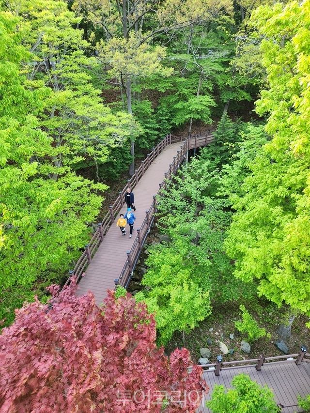 제암산자연휴양림 수변구간 데크길/사진-보성군