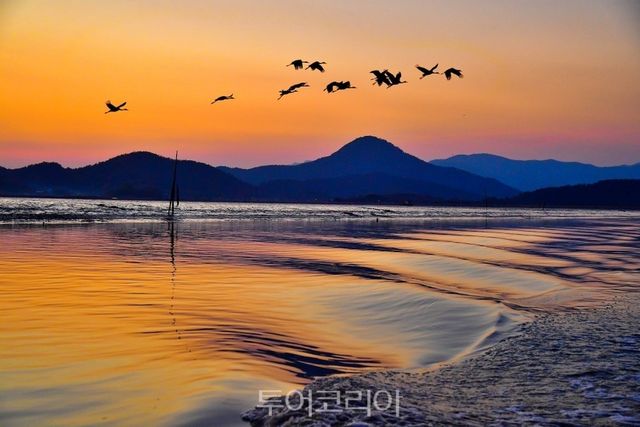 순천만습지 흑두루미