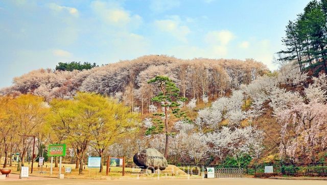 고령 덕곡 벚꽃/사진-고령군