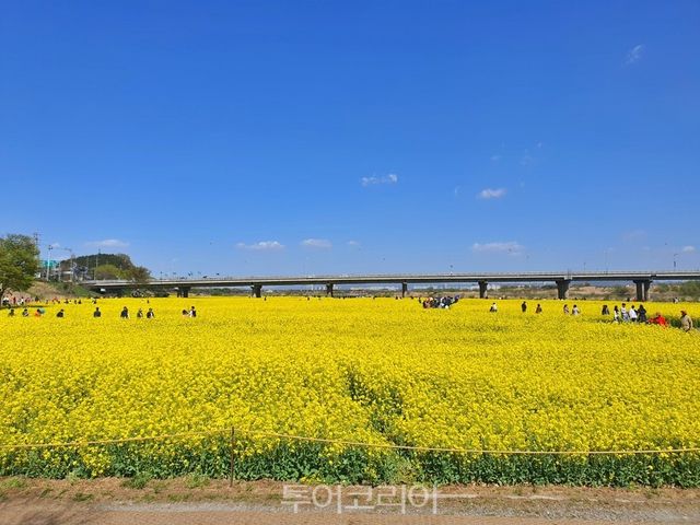 4월 첫째 주,&nbsp;영산강 동섬 유채꽃이 만개할 예정이다./사진제공-나주시