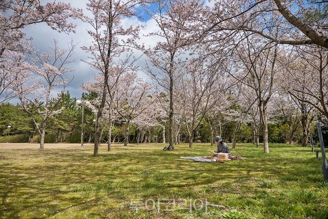 제주 벚꽃 풍경/사진- 위(WE)호텔제주,