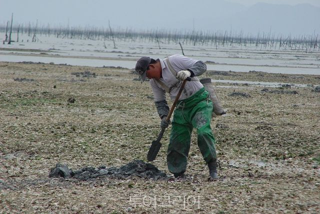 낙지잡이 /사진-신안군