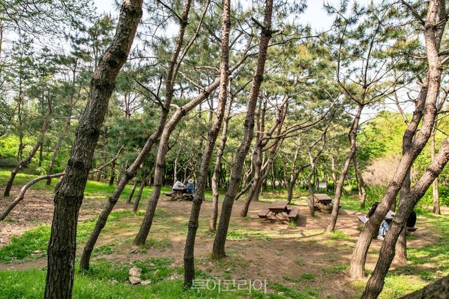 대모산 숲길 전경