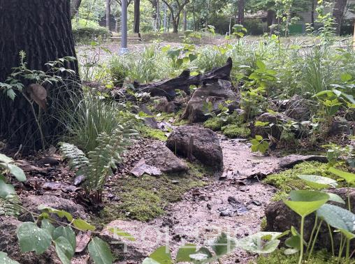 광야숲/사진-서울시