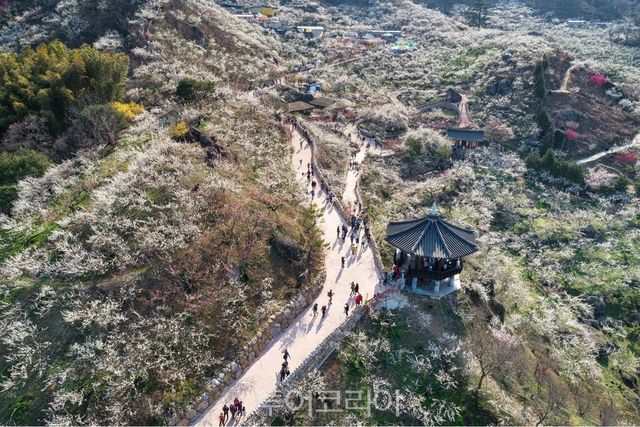 광양 청매실농원/사진-전남도