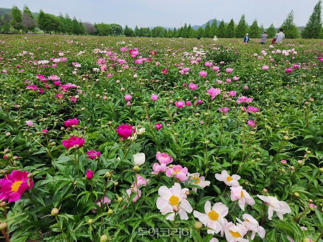 작약꽃 봄의 매력 흠뻑 발산 중인 합천군/사진-합천군