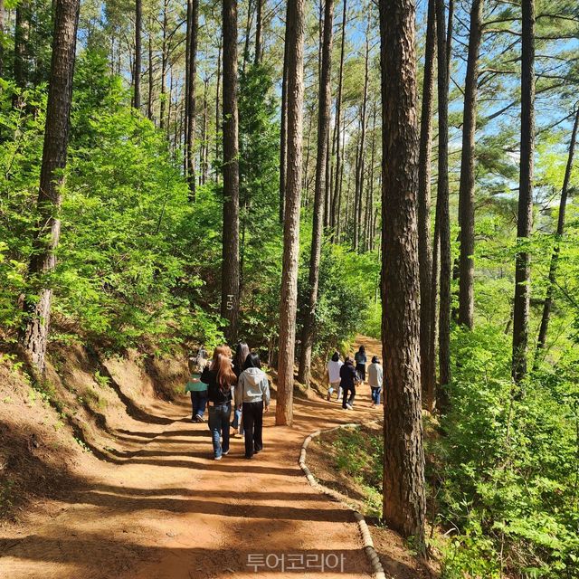 백운산자연휴양림 황톳길, 맨발체험/사진-광양시