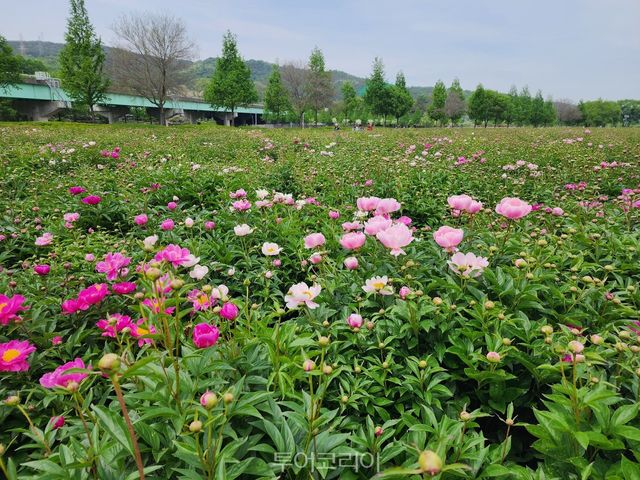 작약꽃 봄의 매력 흠뻑 발산 중인 합천군/사진-합천군