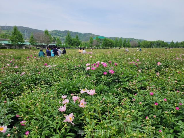 작약꽃 봄의 매력 흠뻑 발산 중인 합천군/사진-합천군