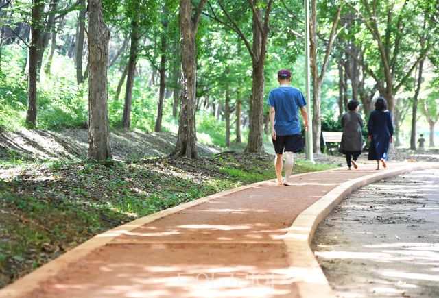 곰솔누리숲 황톳길 걷는 시민들