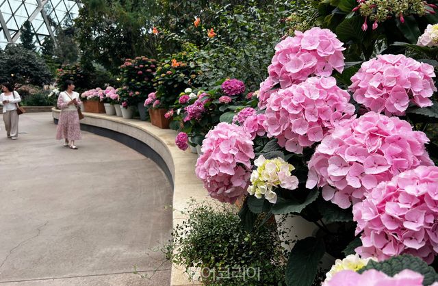 '전라남도 정원 페스티벌’ 낭만수국