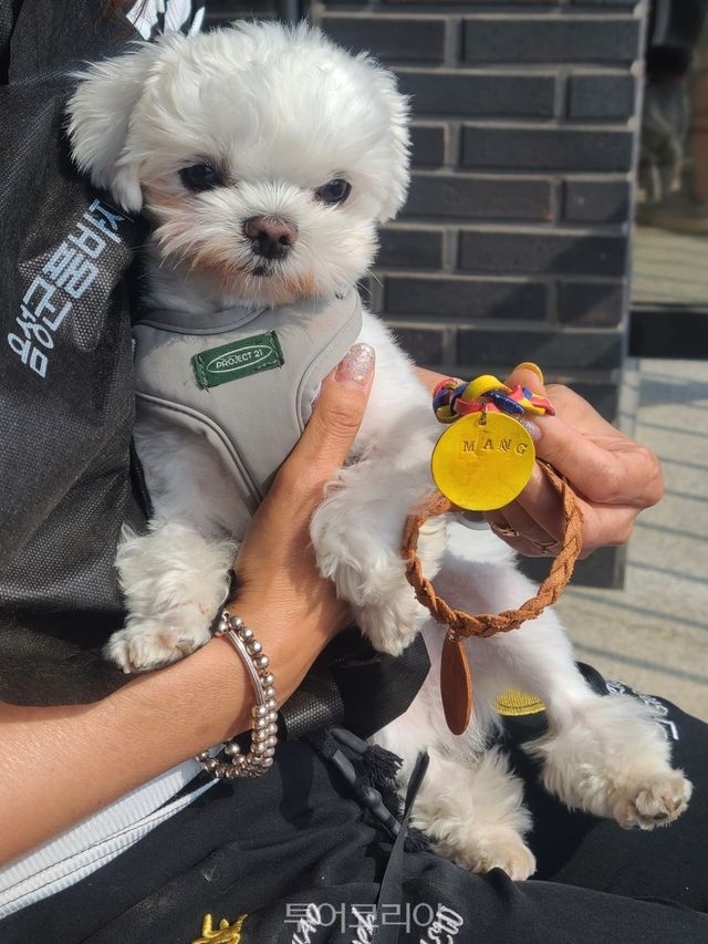 반려견 목걸이 만들기 체험 모습/사진-음성군