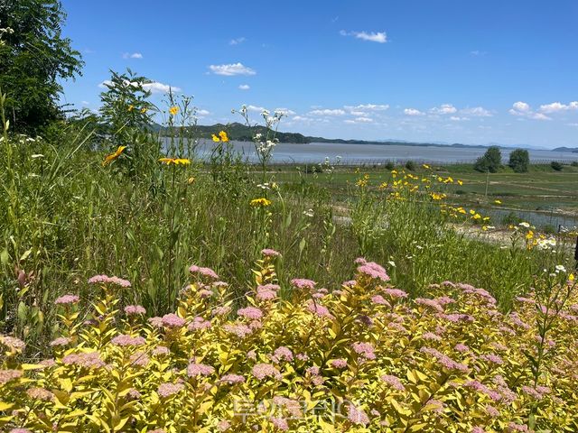 양사면 DMZ평화의길에 황금조팝꽃 만개.[사진=강화군]