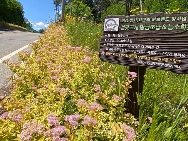 양사면 DMZ평화의길에 아름답게 핀 황금조팝꽃