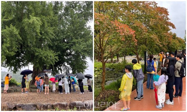 마을여행에 참여한 가족 단위 관광객들이 성동리 은행나무, 적벽청류, 한골목길 등 병영 역사·문화자원탐방을 즐기고 있다./사진-강진군