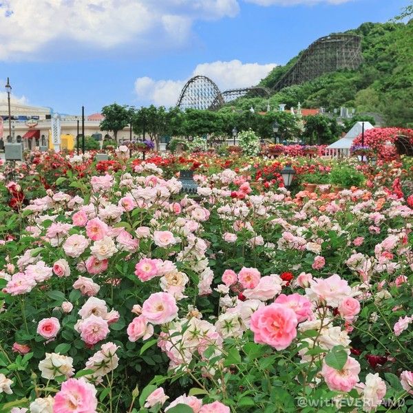 에버랜드 장미축제 / 에버랜드 인스타그램