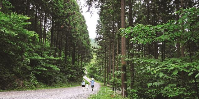 장성 대표 관광지 축령산 편백숲./사진=장성군