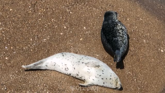 가로림만 내 모래톱에서&nbsp;5월&nbsp;23일 포착된 점박이물범/사진-서산시