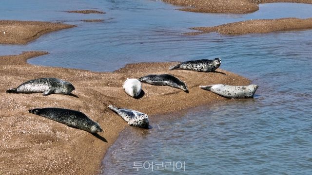 가로림만 내 모래톱에서&nbsp;5월&nbsp;23일 포착된 점박이물범/사진-서산시