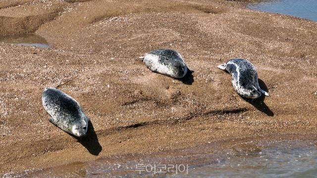 가로림만 내 모래톱에서&nbsp;5월&nbsp;23일 포착된 점박이물범/사진-서산시