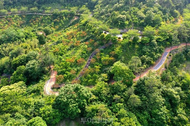 완도군 편백숲 산림공원 어싱 로드/사진-완도군