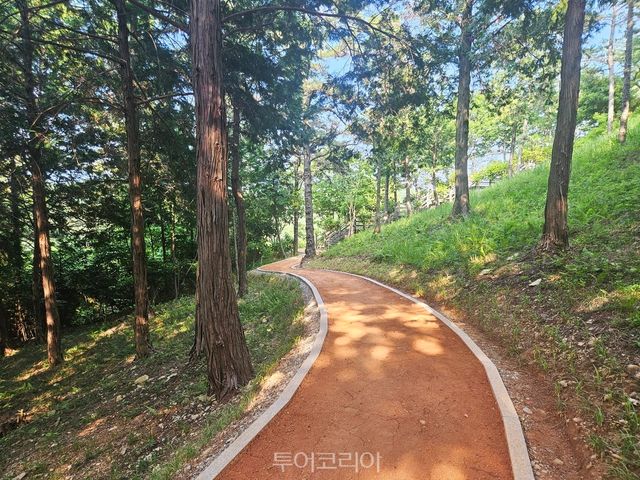 완도군 편백숲 산림공원 어싱 로드/사진-완도군