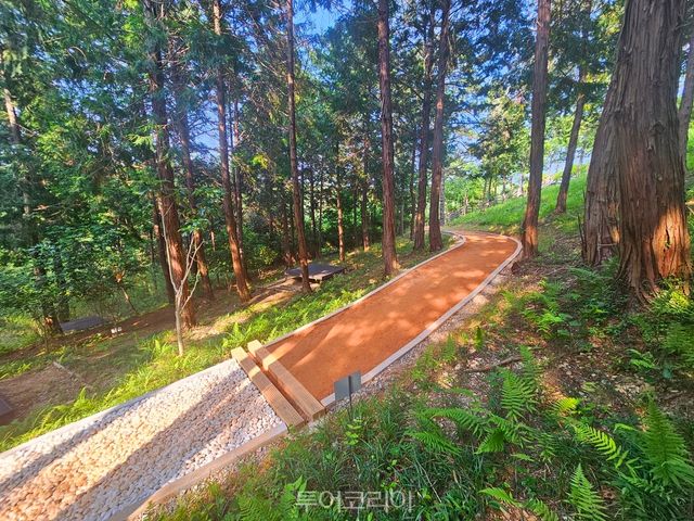 완도군 편백숲 산림공원 어싱 로드/사진-완도군