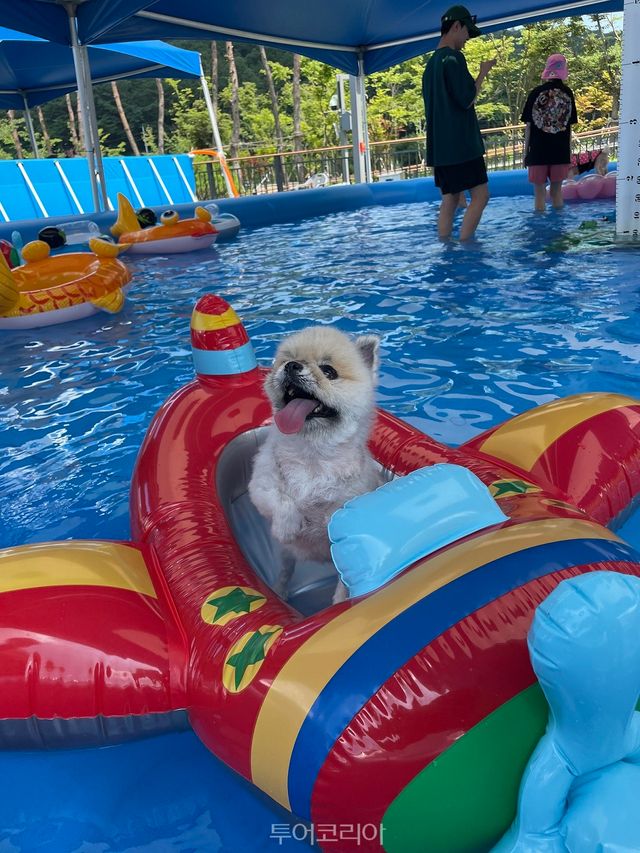 반려동물 물놀이장 /사진-대전시