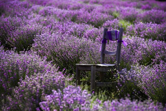 라벤더&nbsp;정원/사진-튀르키예