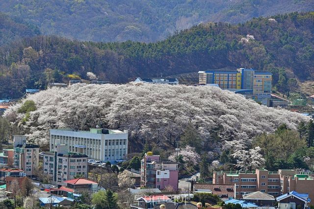 대전 중구 테미공원 도시숲/사진-산림청